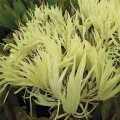 Centaurea montana Sulphurea - Bergkorenbloem