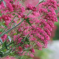 Centranthus ruber - Rode valeriaan