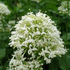 Centranthus ruber Albus - Witte valeriaan