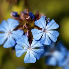 Ceratostigma griffithii - Loodkruid