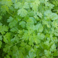 Kervel - Anthriscus cerefolium (jonge planten)