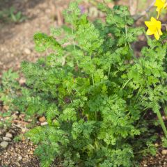 Gekrulde kervel - Anthriscus cerefolium