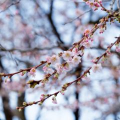 Prunus subhirtella Autumnalis Rosea - Winterbloeiende kers