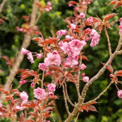 Prunus serrulata Royal Burgundy - Japanse sierkers