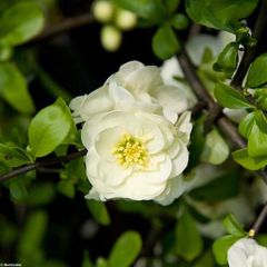 Chaenomeles speciosa Yukigoten - Chinese sierkwee