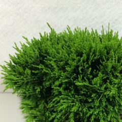 Chamaecyparis lawsoniana Green Globe - Californische cipres