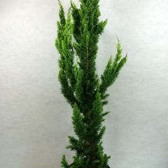 Chamaecyparis lawsoniana Yellow Spire - Californische cipres