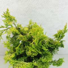 Chamaecyparis obtusa Aurea - Hinoki cipres