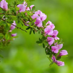 Chamaecytisus purpureus - Purperen brem