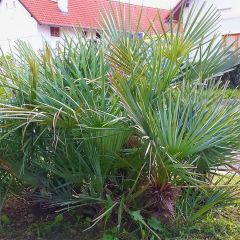 Chamaerops humilis var. cerifera - Europese dwergpalm