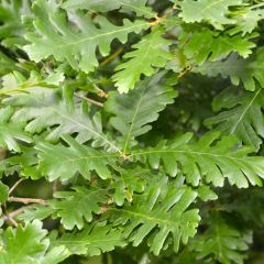 Quercus frainetto - Hongaarse eik