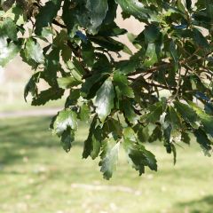 Quercus turneri pseudoturneri - Turners eik