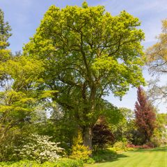 Quercus robur - Zomereik