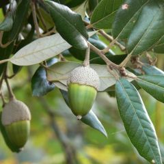 Quercus ilex - Steeneik