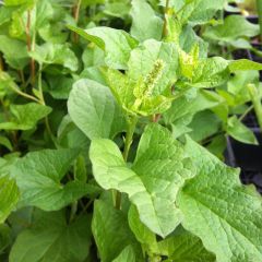 Brave hendrik BIO - Chenopodium bonus-henricus