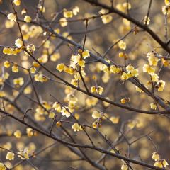 Chimonanthus praecox - Meloenboompje