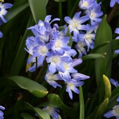 Chionodoxa forbesii Blue Giant - Sneeuwroem