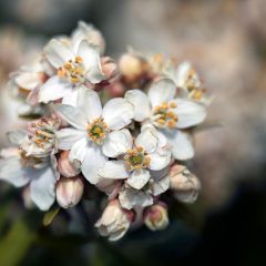 Choisya dewitteana Aztec Pearl - Mexicaanse oranjebloesem