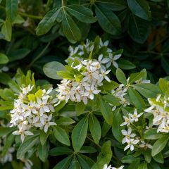 Choisya ternata - Mexicaanse oranjebloesem
