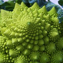 Romanesco