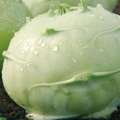 Koolrabi Witte van Wenen