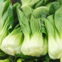 Paksoi Canton Dwerg