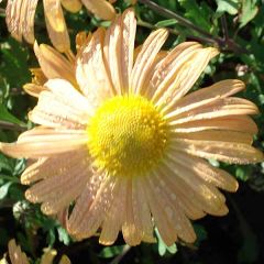 Chrysanthemum rubellum Mary Stoker - Herfstchrysant