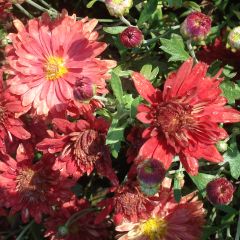 Chrysanthemum rubellum Duchess of Edimburgh - Herfstchrysant