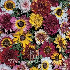 Bonte ganzenbloem Summer Festival (zaad) - Chrysanthemum carinatum