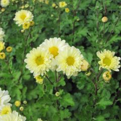 Chrysanthemum indicum Poésie - Chrysant