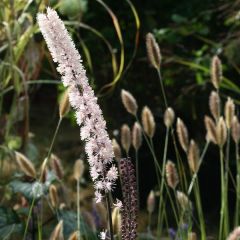 Actaea simplex Brunette - Zilverkaars