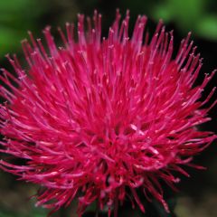 Cirsium japonicum Rose Beauty - Vederdistel