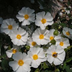 Cistus corbariensis - Rotsroos