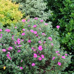 Cistus pulverulentus Sunset - Rotsroos