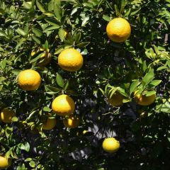 Ichang papeda - Citrus ichangensis