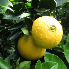 Sinaasappelboom Washington Navel