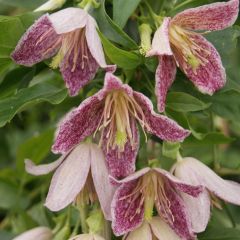 Clematis cirrhosa Advent Bells - Groenblijvende bosrank