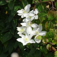Clematis integrifolia Baby Star - Struikclematis