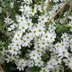 Clematis Early Sensation - Bosrank