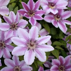 Clematis lanuginosa Nelly Moser - Grootbloemige clematis