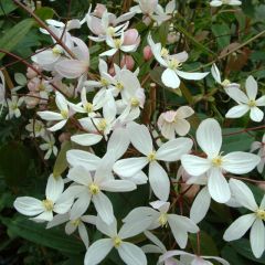Clematis armandii Apple Blossom - Groenblijvende bosrank