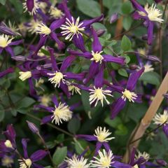 Clematis flammula Aromatica - Kleinbloemige clematis