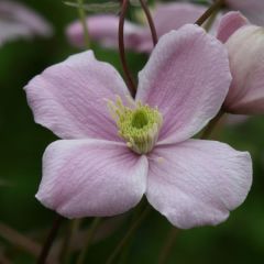 Clematis montana Mayleen - Bergbosrank