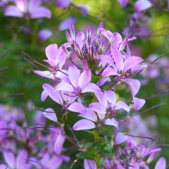 Cleome Senorita Rosalita - Kattensnor