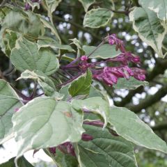 Clerodendrum trichotomum Variegatum - Kansenboom