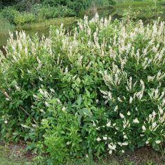 Clethra alnifolia Hummingbird - Schijnels
