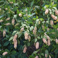 Clethra alnifolia - Schijnels