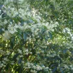 Clethra barbinervis - Schijnels
