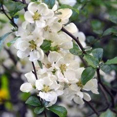 Chaenomeles speciosa Nivalis - Chinese sierkwee