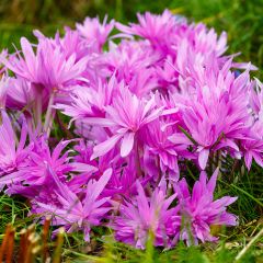 Colchicum automnale Waterlily - Herfsttijloos